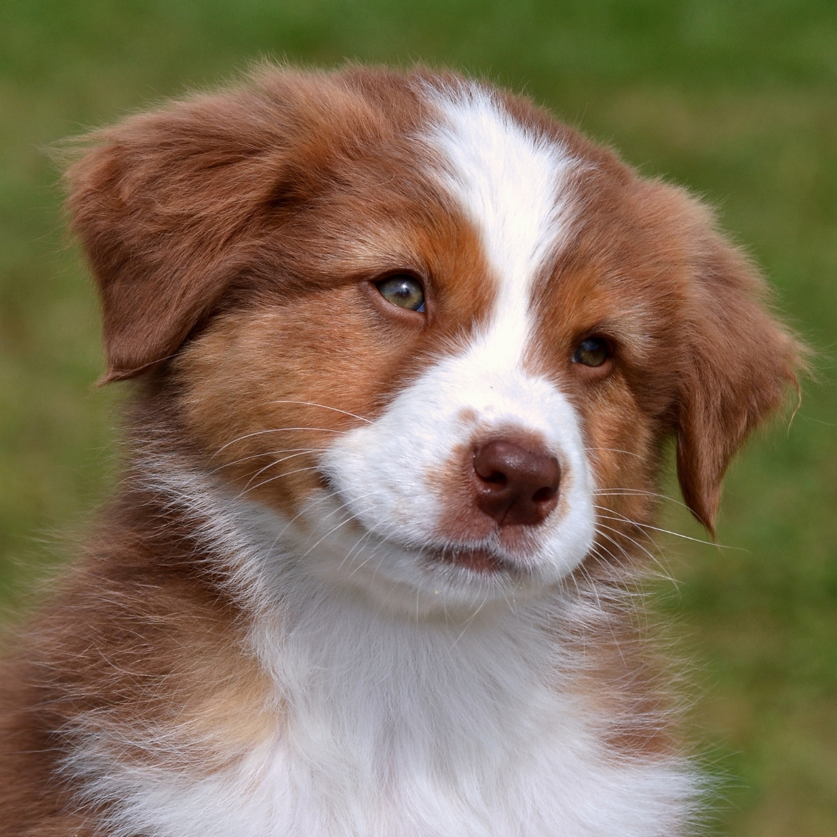SENSIBILITÉ MÉDICAMENTEUSE CHEZ LE CHIEN : LE RÔLE DU GÈNE MDR1