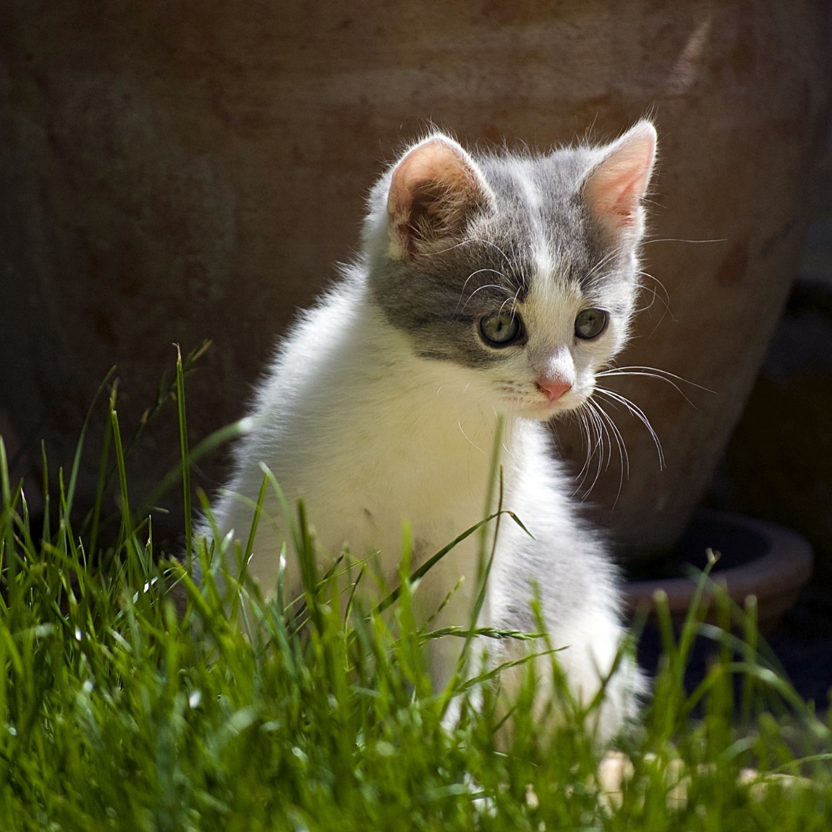 TESTS ADN POUR ANIMAUX : LES DIFFÉRENTS OBJECTIFS