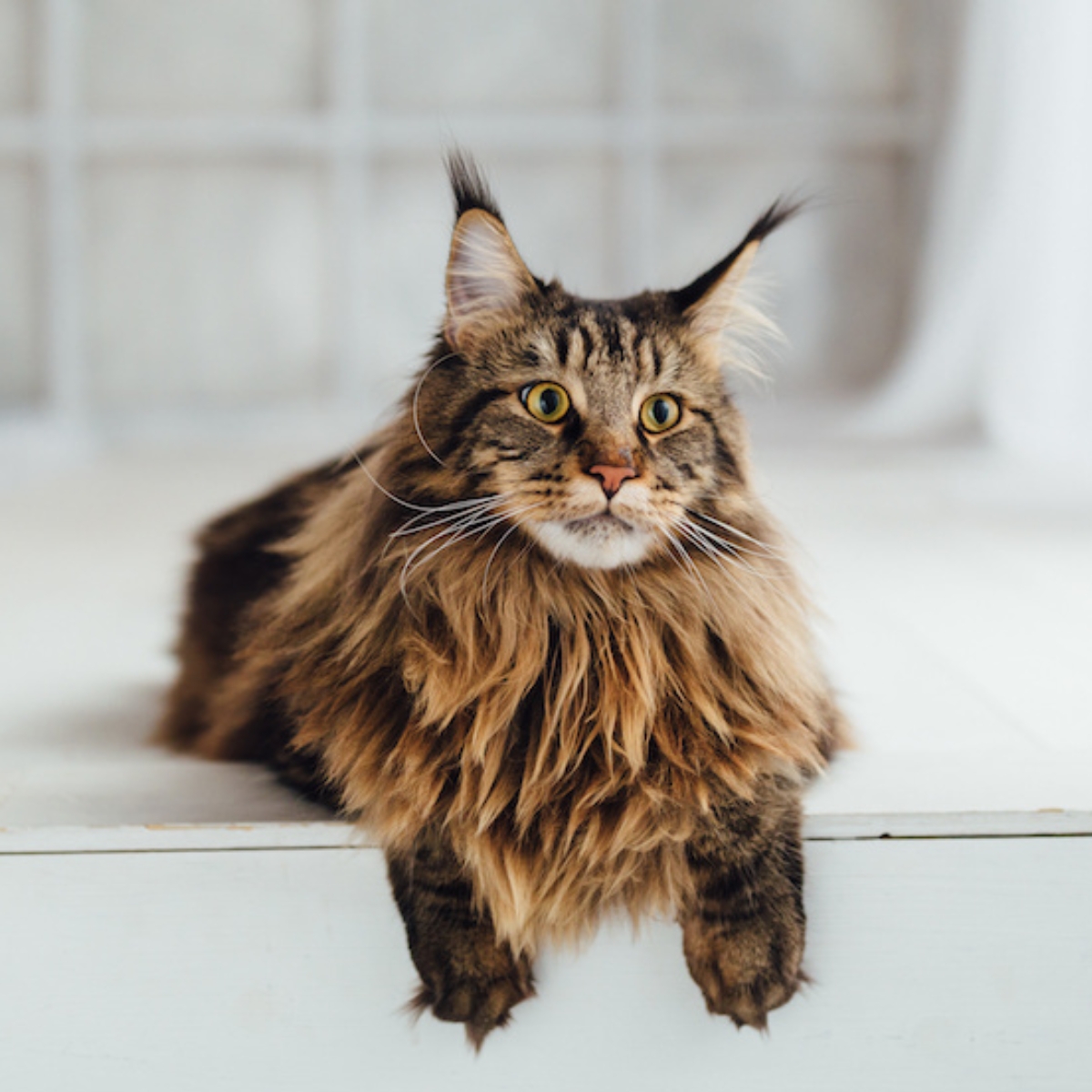 MALADIES GÉNÉTIQUES CHEZ LE CHAT : POURQUOI ET COMMENT LES DÉPISTER ?