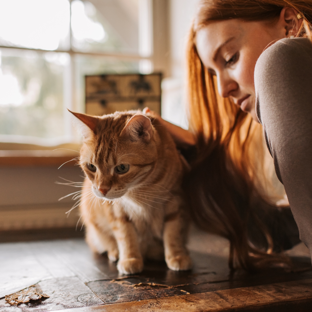 La polykystose rénale chez le chat : une maladie génétique à surveiller