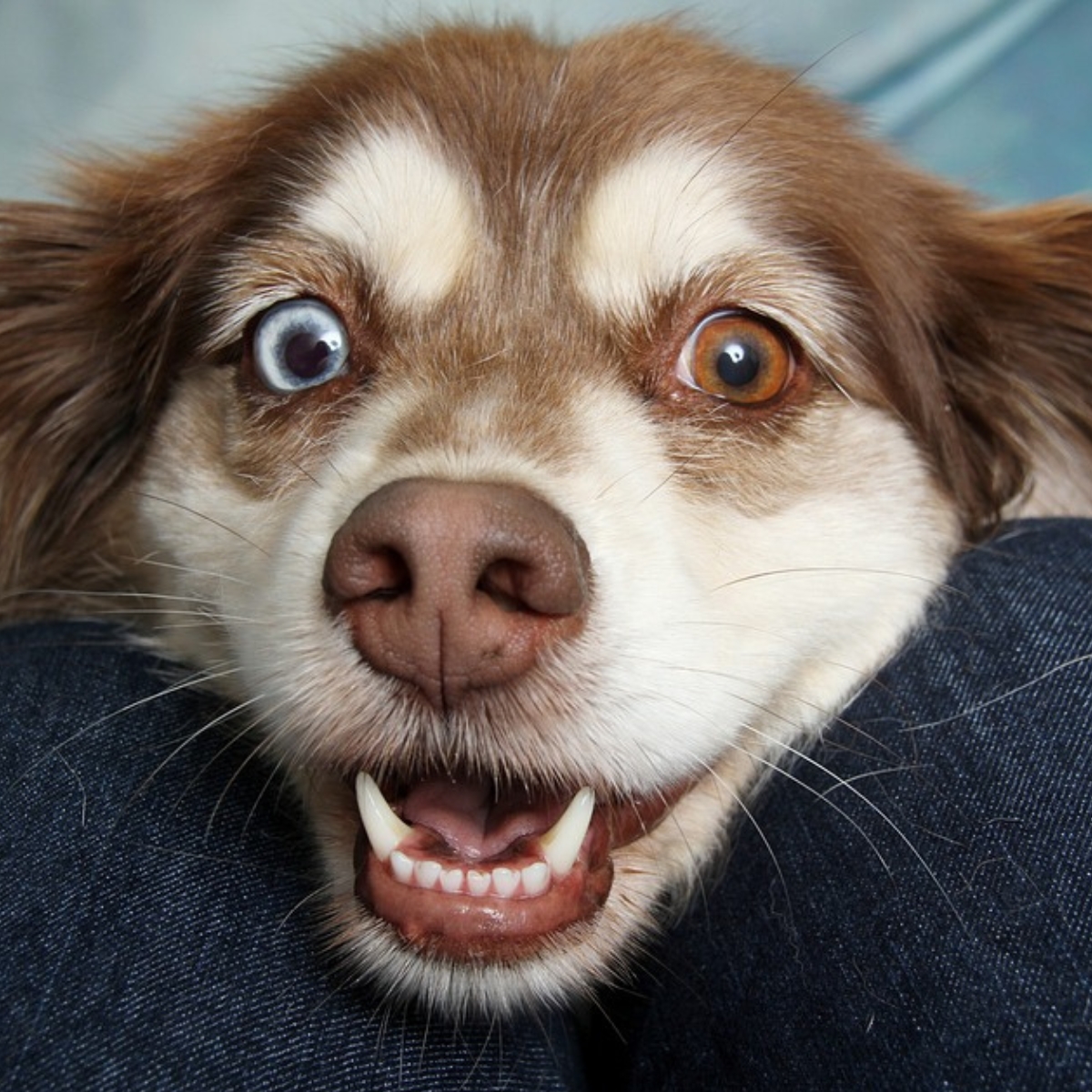 Maladies génétiques chez le chien : Pourquoi et comment les dépister ?